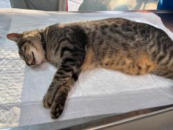 Lost Male Cat last seen Near ramey rd, Marshall, VA 20115