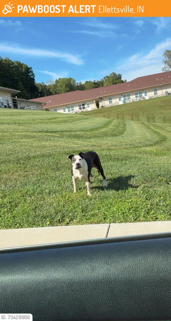 Found/Stray Unknown Dog last seen Richland apmts, Ellettsville, IN 47429