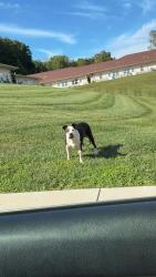 Found/Stray Unknown Dog last seen Richland apmts, Ellettsville, IN 47429