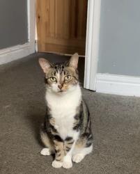 Reunited Female Cat last seen Phillimore Road b8, Saltley, England 