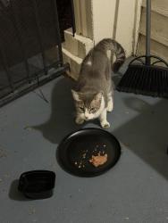 Found/Stray Male Cat last seen preston peak apmts, San Antonio, TX 78229