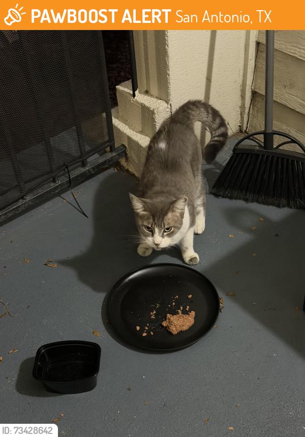 Found/Stray Male Cat last seen preston peak apmts, San Antonio, TX 78229