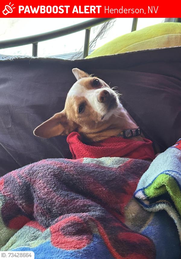 Lost Male Dog last seen warmsprings center street, Henderson, NV 89015