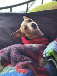 Lost Male Dog last seen warmsprings center street, Henderson, NV 89015
