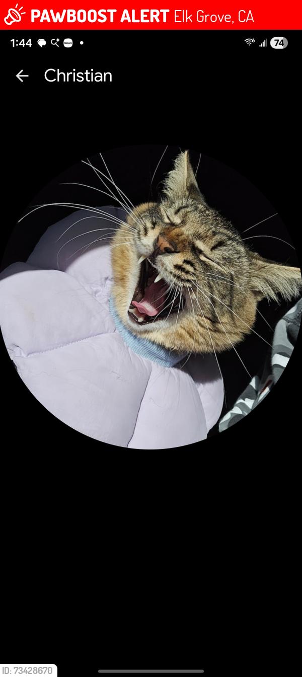 Lost Male Cat last seen Ruddy Duck, Elk Grove, CA 95757
