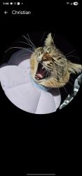 Lost Male Cat last seen Ruddy Duck, Elk Grove, CA 95757