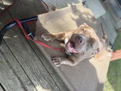 Lost Female Dog last seen 42nd st & 48th Ave paw paw mi, Paw Paw, MI 49079