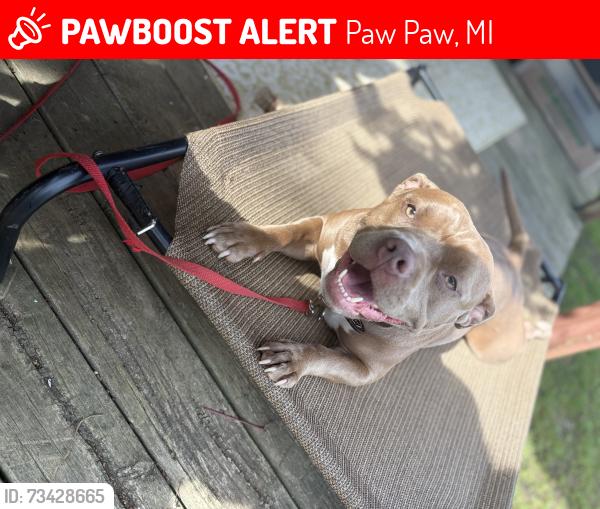Lost Female Dog last seen 42nd st & 48th Ave paw paw mi, Paw Paw, MI 49079