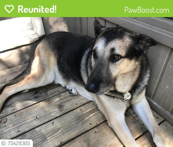 Reunited Male Dog last seen Pickett’s Mill Subdivision, Paulding County, GA 30101