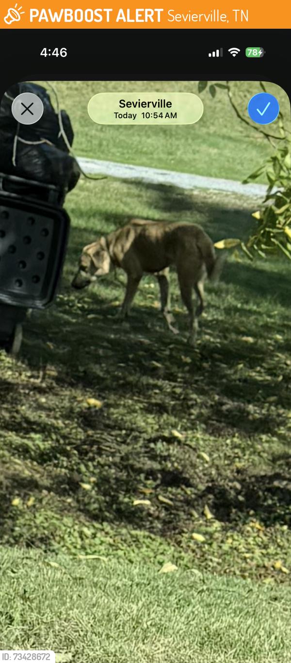 Found/Stray Unknown Dog last seen Hardin Lane/sevierville Greenway, Sevierville, TN 37862