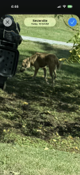 Found/Stray Unknown Dog last seen Hardin Lane/sevierville Greenway, Sevierville, TN 37862