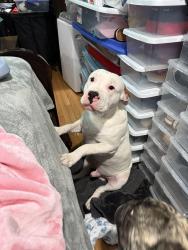 Reunited Male Dog last seen Levick & Bingham, Philadelphia, PA 19111