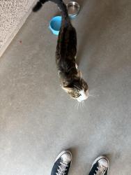 Found/Stray Male Cat last seen Broadway and Watson, Buckeye, AZ 85236