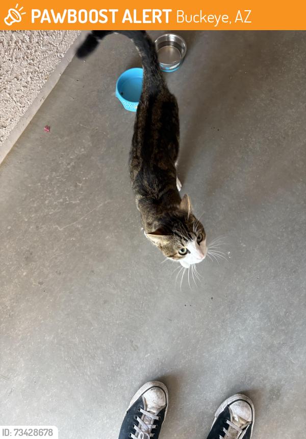 Found/Stray Male Cat last seen Broadway and Watson, Buckeye, AZ 85236