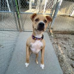 Shelter Stray Female Dog last seen , 328 Furman Hall Rd, Greenville, SC 29609, USA