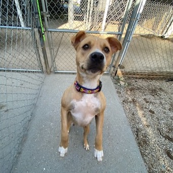 Shelter Stray Female Dog last seen , 328 Furman Hall Rd, Greenville, SC 29609, USA