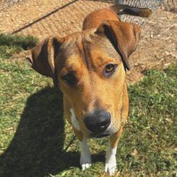 Shelter Stray Male Dog last seen , 328 Furman Hall Rd, Greenville, SC 29609, USA