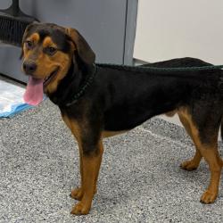Shelter Stray Male Dog last seen , 328 Furman Hall Rd, Greenville, SC 29609, USA