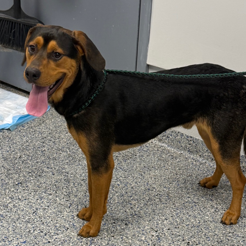 Shelter Stray Male Dog last seen , 328 Furman Hall Rd, Greenville, SC 29609, USA