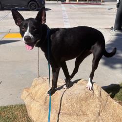 Shelter Stray Female Dog last seen , 361 S Raymond Ave, Pasadena, CA 91105, USA
