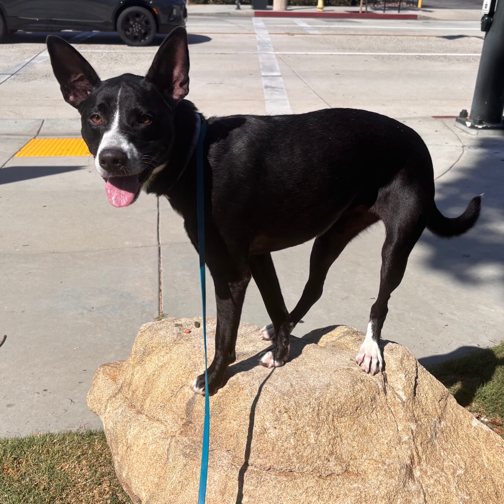 Shelter Stray Female Dog last seen , 361 S Raymond Ave, Pasadena, CA 91105, USA