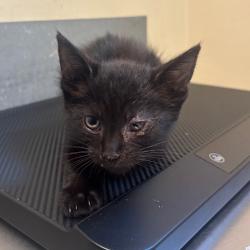 Shelter Stray Female Cat last seen , 361 S Raymond Ave, Pasadena, CA 91105, USA