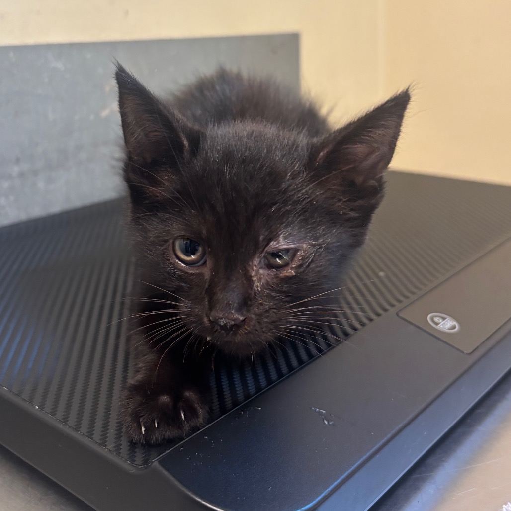 Shelter Stray Female Cat last seen , 361 S Raymond Ave, Pasadena, CA 91105, USA