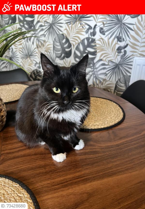 Lost Female Cat last seen Falkland way, West Midlands, England 