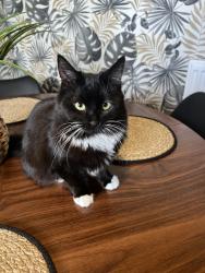 Lost Female Cat last seen Falkland way, West Midlands, England 