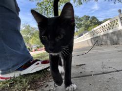 Found/Stray Unknown Cat last seen Near white hse, Washington, DC 20018