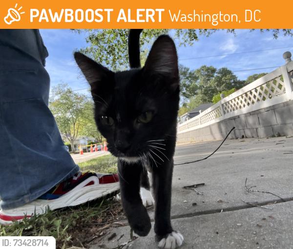 Found/Stray Unknown Cat last seen Near white hse, Washington, DC 20018