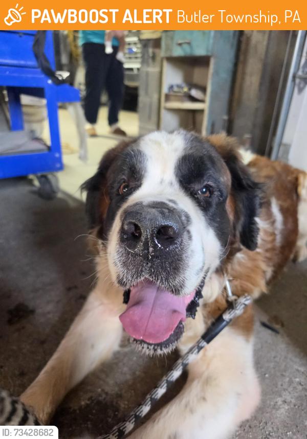 Found/Stray Male Dog last seen Drums, Butler Township, PA 18222