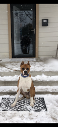 Lost Male Dog last seen Dale and west freeway, Fort Worth, TX 76108
