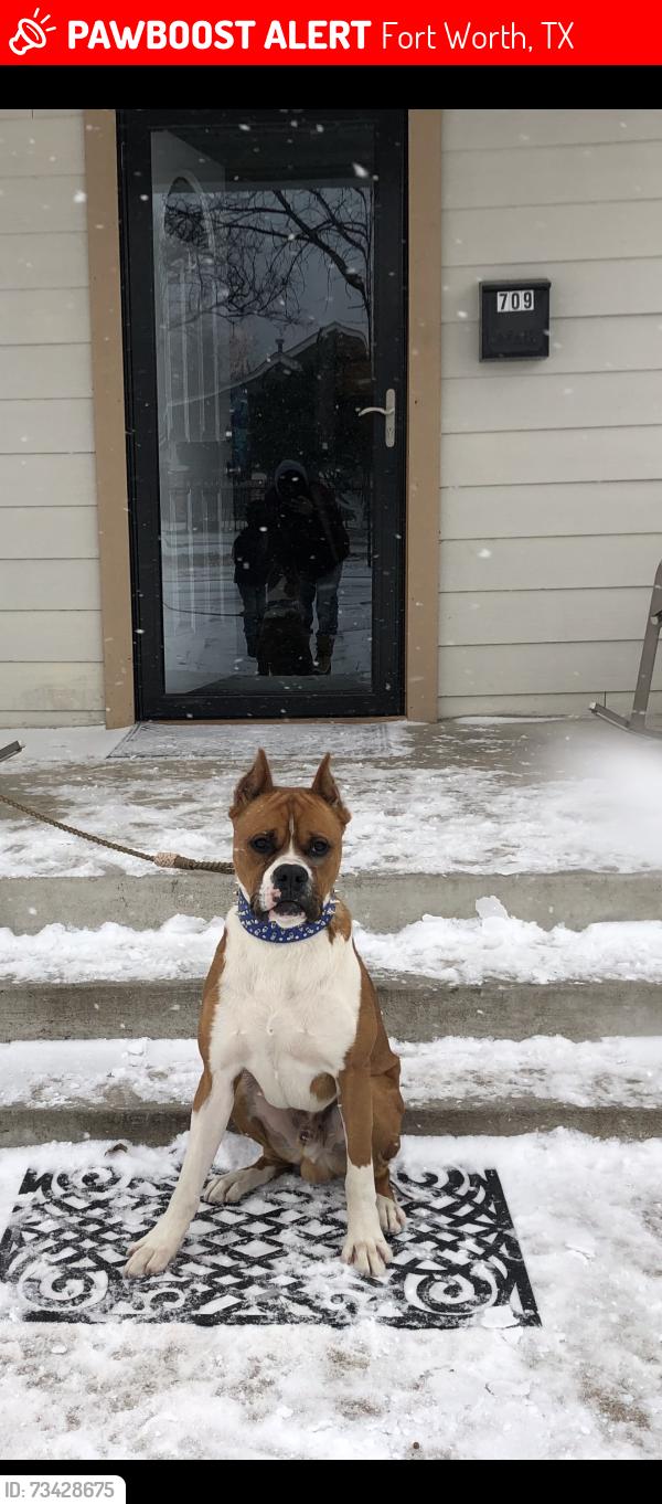 Lost Male Dog last seen Dale and west freeway, Fort Worth, TX 76108