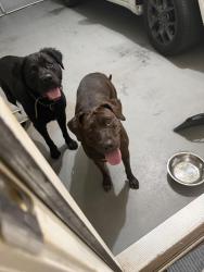 Found/Stray Male Dog last seen Hardy water drive, Gwinnett County, GA 30045