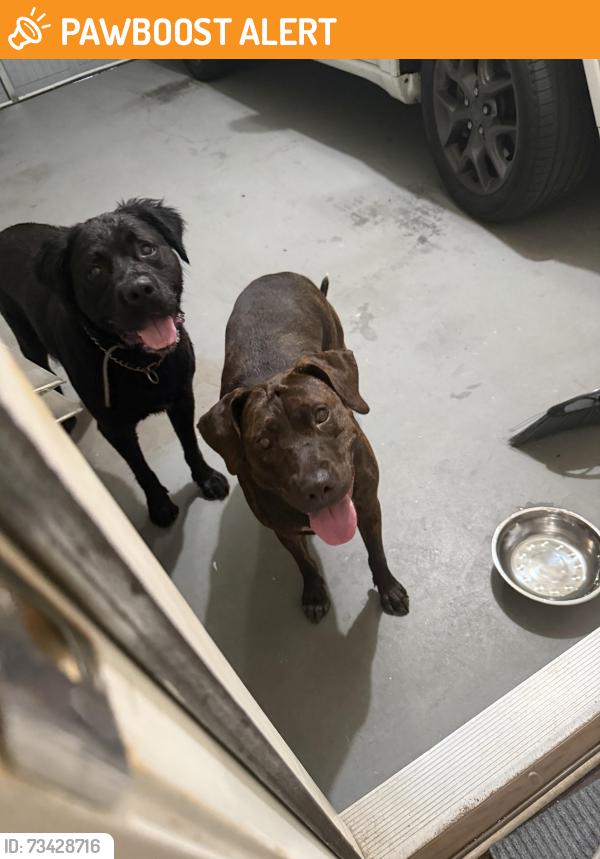 Found/Stray Male Dog last seen Hardy water drive, Gwinnett County, GA 30045