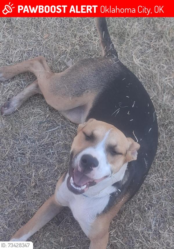 Lost Female Dog last seen SW 15th and Westwood blvd, Oklahoma City, OK 73108
