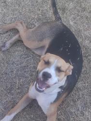 Lost Female Dog last seen SW 15th and Westwood blvd, Oklahoma City, OK 73108