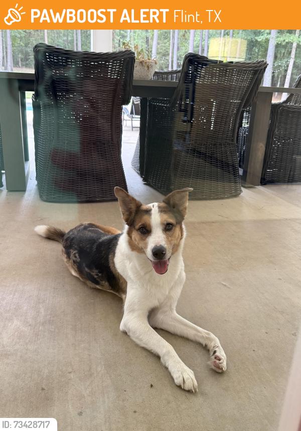 Found/Stray Female Dog last seen CR 168, Flint, TX 75762