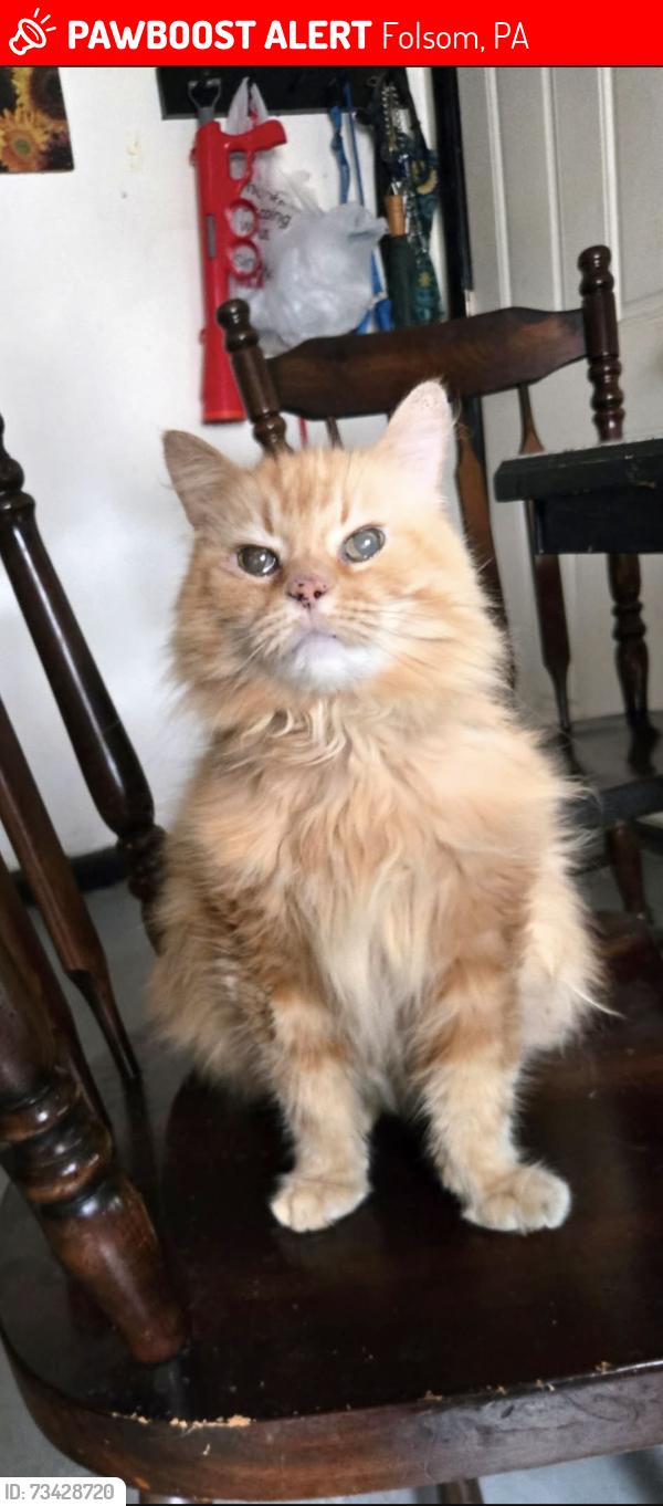Lost Male Cat last seen Our Lady of Peace School, Folsom, PA 19081