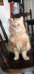 Lost Male Cat last seen Our Lady of Peace School, Folsom, PA 19081