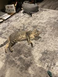 Lost Male Cat last seen Near s Glendale ave, Sioux Falls, SD 57104
