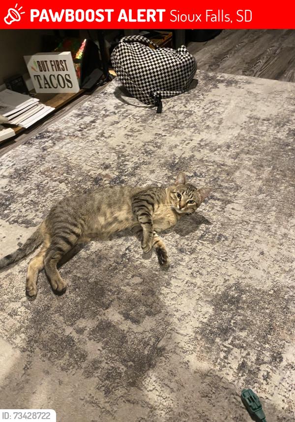 Lost Male Cat last seen Near s Glendale ave, Sioux Falls, SD 57104