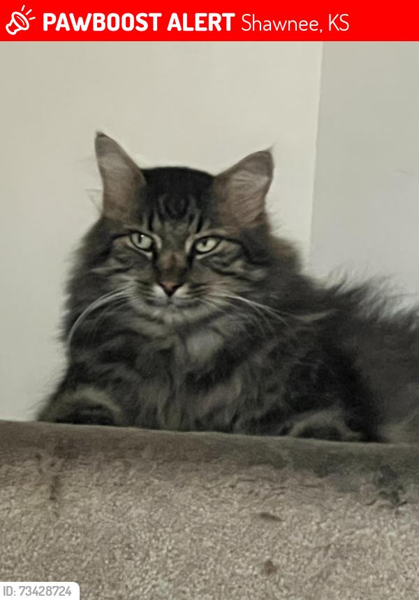 Lost Male Cat last seen 47th and K7 in Shawnee KS, Shawnee, KS 66226