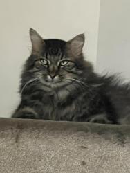 Lost Male Cat last seen 47th and K7 in Shawnee KS, Shawnee, KS 66226