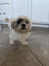 Reunited Female Dog last seen 51st Ave & Leodra Lane, Phoenix, AZ 85339