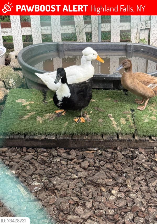 Lost Female Bird last seen Mountain Avenue, Highland Falls, NY 10928