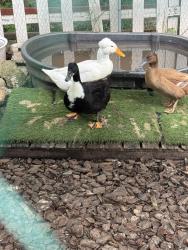 Lost Female Bird last seen Mountain Avenue, Highland Falls, NY 10928
