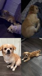 Lost Male Dog last seen On Otis St. & Michigan Ave, South Gate, CA 90280