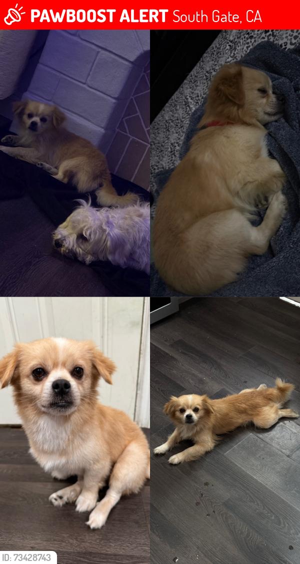 Lost Male Dog last seen On Otis St. & Michigan Ave, South Gate, CA 90280
